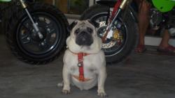 CROWN(..โลกีย์..)